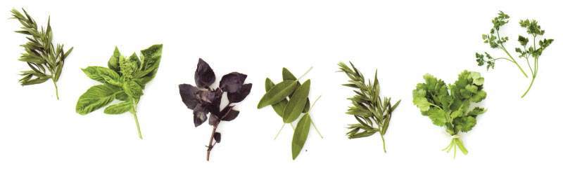 Herbs bylinky