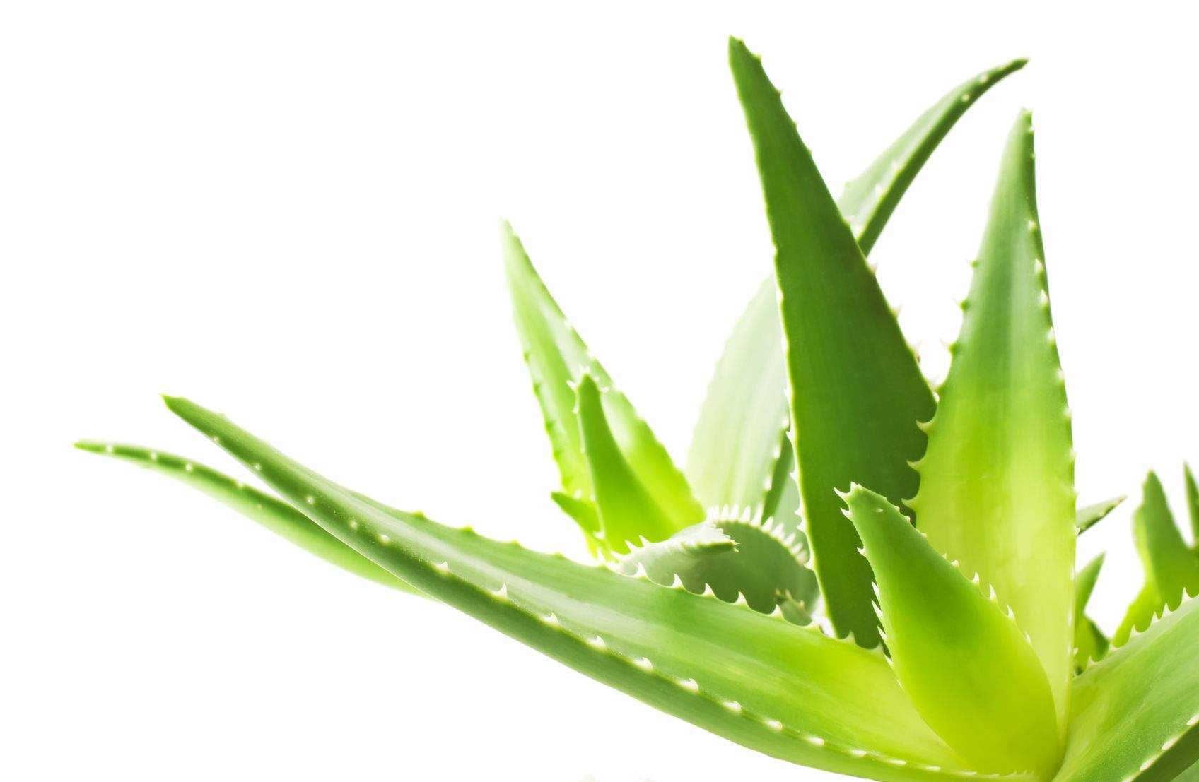 Herbalife Aloe Vera