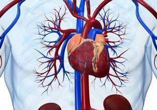 Cévní systém