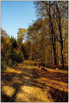 AUTOR: Karel Hula NÁZEV: Podzim v lese - Oceněná fotografie