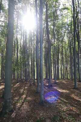Bukové lesy Bílých Karpat