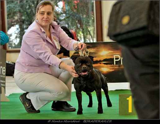 Glimmer Man Domidar Dogs (Breno Domidar Dogs X Maya Stawka Wieksza Niz Zycie) - Psi - třída šampionů - V1, CAC, CACIB, BOB